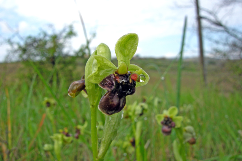 Orchidee del Chianti